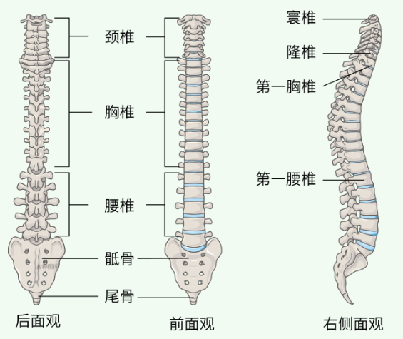 【健康科普】这几个姿势很伤脊柱，你可能每天都在做……